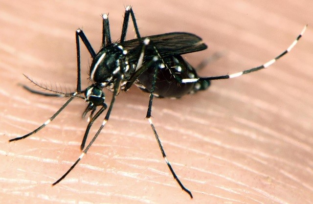 imagen de un mosquito tigre